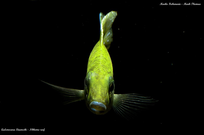 Aulonocara baenschi 'Nkhomo Reef'